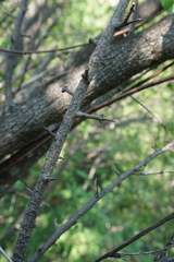 Sideroxylon occidentale