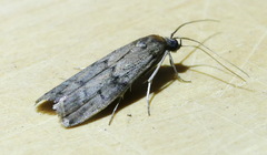 Vitula edmandsii