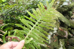 Polypodium macaronesicum azoricum