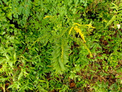 Solidago ulmifolia