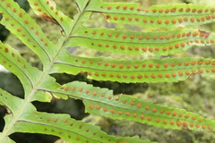 Polypodium macaronesicum azoricum