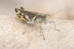 Melanoplus eumera