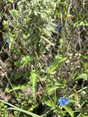 Commelina dianthifolia