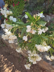Nerium oleander