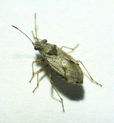 Nysius thymi