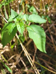 Solanum emulans