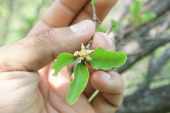 Sideroxylon occidentale