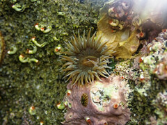 Anthopleura