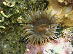 Anthopleura