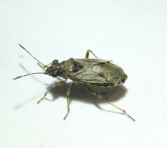 Nysius thymi