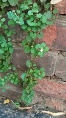 Cymbalaria muralis