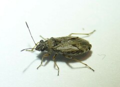 Nysius thymi