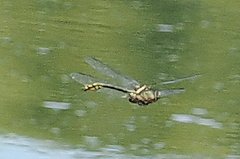 Dromogomphus spinosus