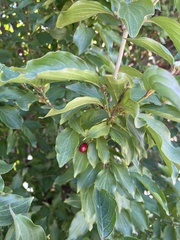 Cornus mas