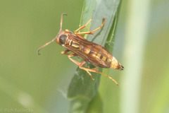 Polistes comanchus
