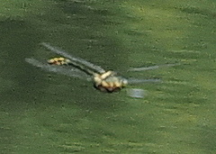 Dromogomphus spinosus