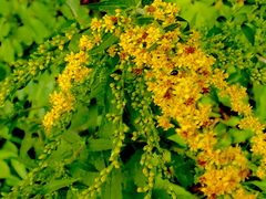 Solidago ulmifolia