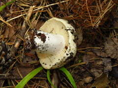 Russula adusta
