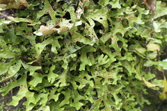 Lobariaceae