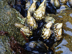 Pollicipes polymerus