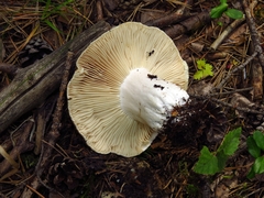 Russula adusta