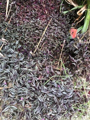 Tradescantia zebrina