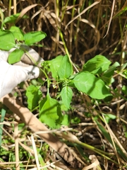 Solanum emulans