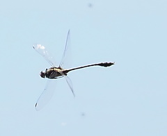 Dromogomphus spinosus