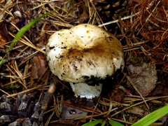 Russula adusta