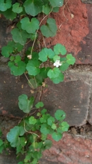 Cymbalaria muralis