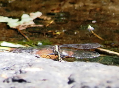 Dromogomphus spinosus
