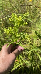 Solidago sempervirens