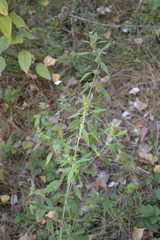 Chaiturus marrubiastrum