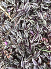 Tradescantia zebrina