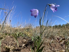 Campanula rotundifolia