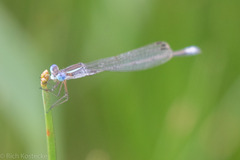 Lestes alacer