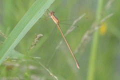 Lestes alacer