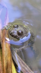 Bombina variegata