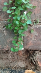Cymbalaria muralis