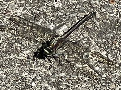 Dromogomphus spinosus