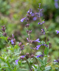 Nepeta sibirica