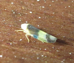Empoa venusta