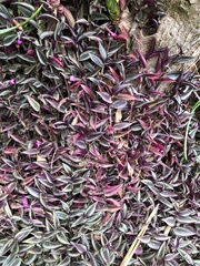 Tradescantia zebrina