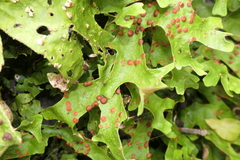 Lobariaceae