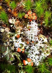 Cladonia cristatella