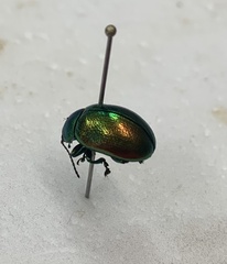 Chrysolina