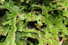 Lobariaceae