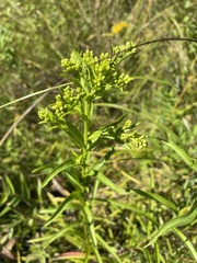 Solidago sempervirens