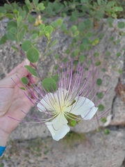 Capparis