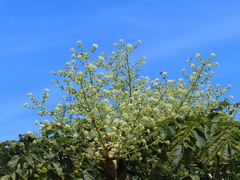 Aralia decaisneana